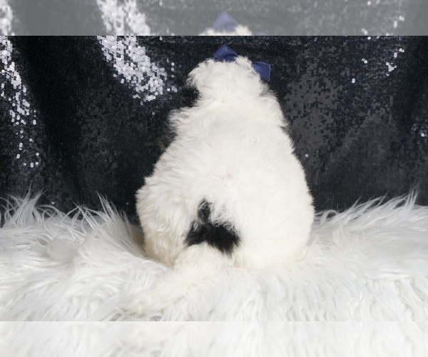 Medium Photo #7 Goldendoodle (Miniature) Puppy For Sale in WARSAW, IN, USA