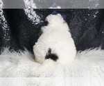 Small #6 Goldendoodle (Miniature)