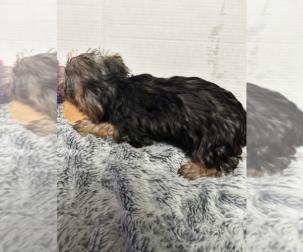 Medium Photo #2 Yorkshire Terrier Puppy For Sale in MARTIN, GA, USA