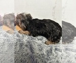 Small #1 Yorkshire Terrier