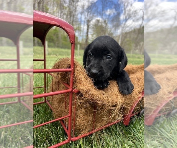 Medium Photo #3 Labrador Retriever Puppy For Sale in NEOLA, WV, USA
