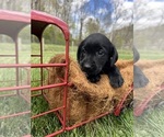 Small Photo #3 Labrador Retriever Puppy For Sale in NEOLA, WV, USA