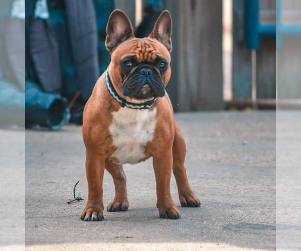 Medium Photo #1 French Bulldog Puppy For Sale in COVINGTON, TN, USA