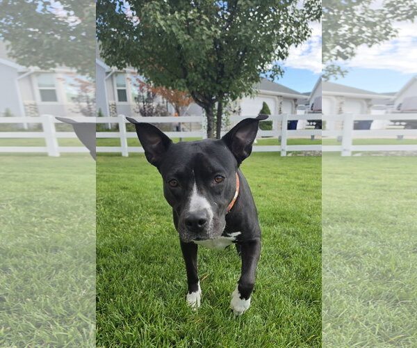 Medium Photo #6 Mutt Puppy For Sale in Sandy, UT, USA