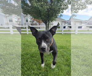 Sassy Marley - Female Mutt Dog for Adoption - Photo #6