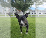 Small Photo #6 Mutt Puppy For Sale in Sandy, UT, USA