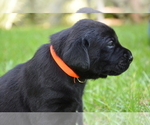 Small Photo #1 Labrador Retriever Puppy For Sale in RICHMOND HILL, GA, USA