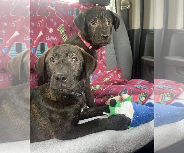Medium Photo #4 Mutt Puppy For Sale in Mount Laurel, NJ, USA