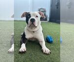 Small #3 American Bulldog