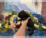 Small #3 Cane Corso
