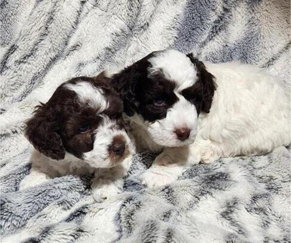 Medium Photo #4 Poodle (Miniature) Puppy For Sale in PERRYSVILLE, OH, USA