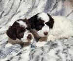 Small #3 Poodle (Miniature)