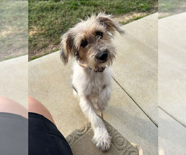 Medium Photo #1 Jack Russell Terrier Puppy For Sale in Evansville, IN, USA