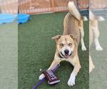 Small #2 American Pit Bull Terrier-Siberian Husky Mix