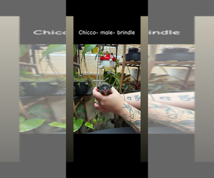 Medium French Bulldog