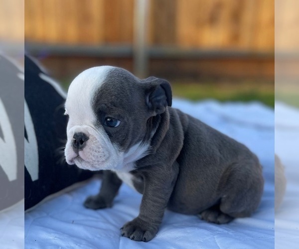 Medium Photo #4 Bulldog Puppy For Sale in FRESNO, CA, USA