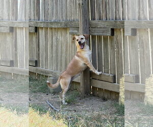 Shirley - Female Feist Terrier-Rat Terrier Mix Dog for Adoption - Photo #5