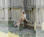 Small #4 Feist Terrier-Rat Terrier Mix