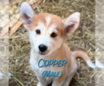 Small #4 Golden Pyrenees-Siberian Husky Mix