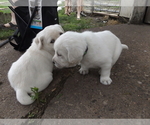 Small Photo #5 Labrador Retriever Puppy For Sale in DAVENPORT, IA, USA