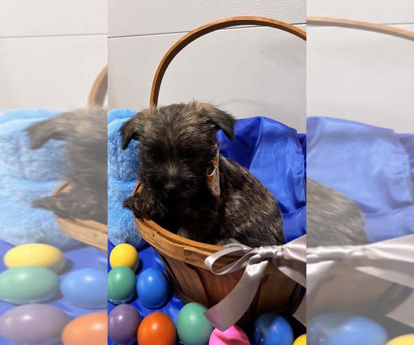 Medium Photo #2 Cairn Terrier Puppy For Sale in HASTINGS, NE, USA
