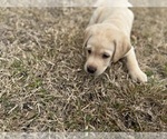 Small #20 Labrador Retriever