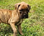 Puppy Cora Boxer