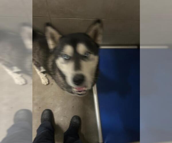 Medium Photo #1 Siberian Husky-Unknown Mix Puppy For Sale in Stockton, CA, USA