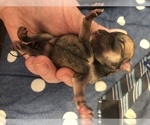 Small Photo #3 Schnauzer (Miniature) Puppy For Sale in MICHIGANTOWN, IN, USA