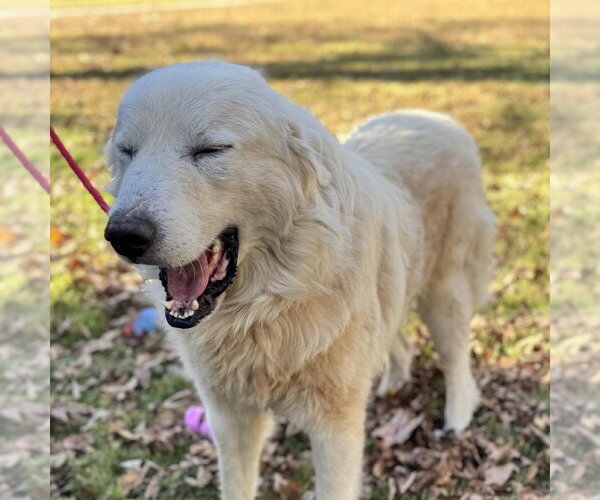 Medium Photo #3 Great Pyrenees Puppy For Sale in Yardley, PA, USA