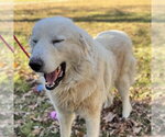 Small #2 Great Pyrenees