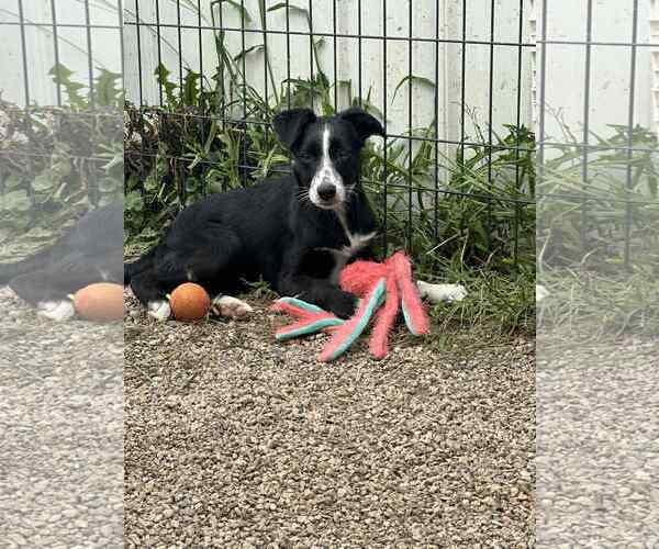 Medium Photo #4 Border-Aussie Puppy For Sale in Mukwonago, WI, USA