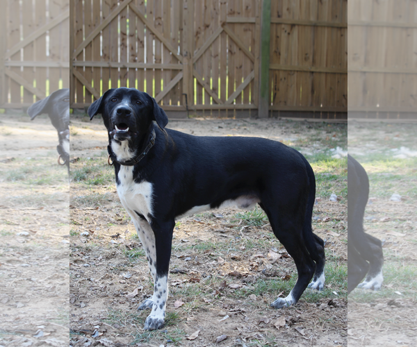 Medium Photo #3 Mutt Puppy For Sale in Munford, TN, USA