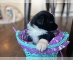 Small Photo #23 Australian Shepherd Puppy For Sale in YADKINVILLE, NC, USA