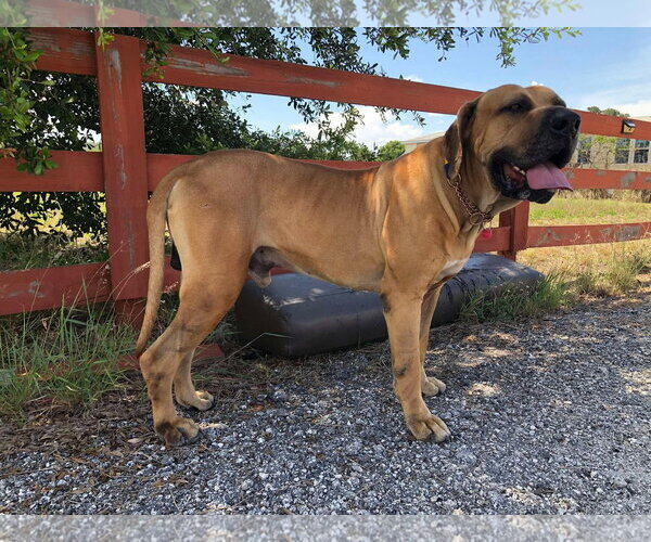 Medium Photo #6 Brazilian Mastiff Puppy For Sale in Jasper, AL, USA