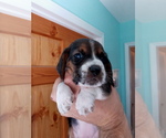 Small Photo #3 Basset Hound Puppy For Sale in PETERSBURG, IN, USA