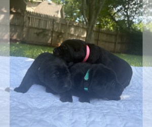 Labrador Retriever Puppy for sale in EDMOND, OK, USA