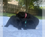 Small Labrador Retriever