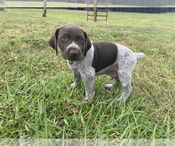 Medium Photo #9 German Shorthaired Pointer Puppy For Sale in CONCORD, NC, USA