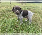 Small Photo #9 German Shorthaired Pointer Puppy For Sale in CONCORD, NC, USA