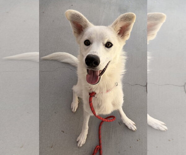 Medium Photo #2 Mutt Puppy For Sale in Salinas, CA, USA
