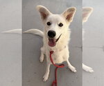 Small #1 Mutt