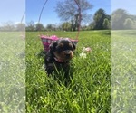 Puppy Remi Yorkshire Terrier