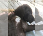 Small Photo #13 German Shorthaired Pointer Puppy For Sale in SUMMERSVILLE, WV, USA