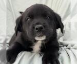 Small #2 Labrador Retriever Mix