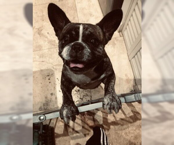 Medium Photo #1 French Bulldog Puppy For Sale in Boca Raton, FL, USA
