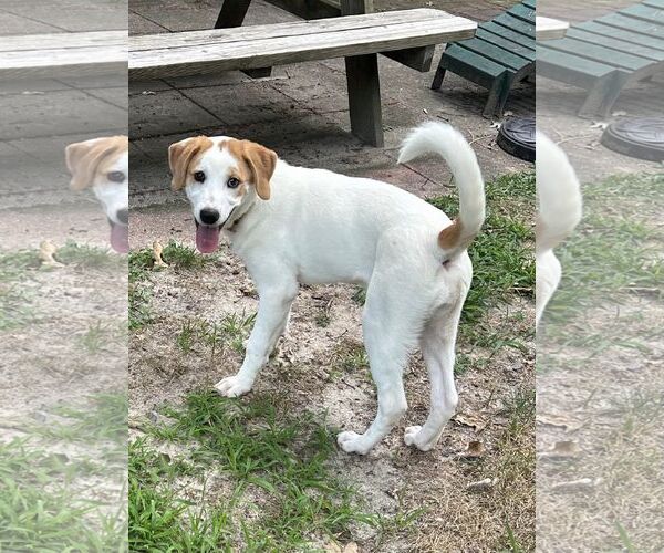 Medium Photo #6 Great Pyrenees-Unknown Mix Puppy For Sale in Mount Laurel, NJ, USA