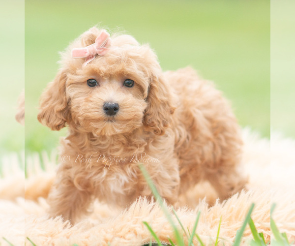 Medium Photo #5 Maltipoo (Miniature) Puppy For Sale in WARSAW, IN, USA