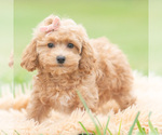 Small Photo #28 Maltipoo (Miniature) Puppy For Sale in WARSAW, IN, USA