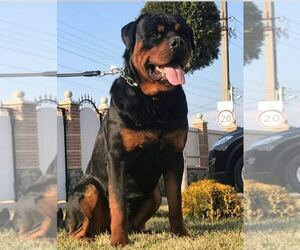 Father of the Rottweiler puppies born on 01/20/2022